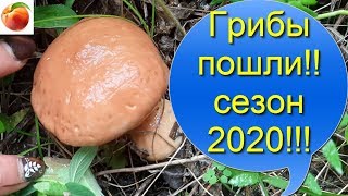 грибы пошли сезон 2020 mushrooms Лес [upl. by Maibach768]