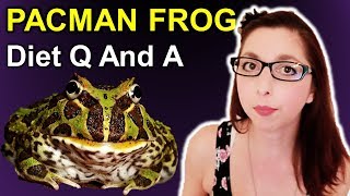 Pacman Frog Diet Q And A [upl. by Inram]