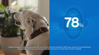 MAXIGESIC®  I CAN  HEADACHEDOG WALKER  15 SEC TVC NZ [upl. by Ocirnor]