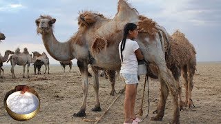 1 महीने लगातार ऊंटनी का दूध पीने के फायदे आपको हैरान कर देंगे। Camel Milk Benefits  Gyan Ki Baatein [upl. by Papagena]