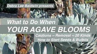 When Your Agave Blooms Cautions Removal 20 Kinds How to Start Seeds and Bulbils [upl. by Akined]