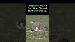 Peregrine Falcon  Fastest Bird on Earth  Faster than Cheetah [upl. by Elleirol]