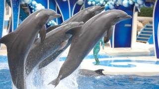 The Complete SeaWorld quotBlue Horizonsquot Dolphin Show [upl. by Nels]