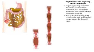 Segmentation and migrating motility complexes amp Gastroileal reflex [upl. by Delmer178]