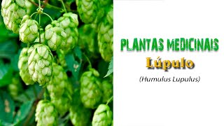 76  Plantas Medicinais LÚPULO Humulus Lupulus Engatadeira Pénde Galo Vinha do Norte [upl. by Yreneh]