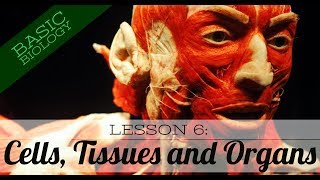 Basic Biology Lesson 6 Cells Tissues and Organs GCSE Science [upl. by Enautna]