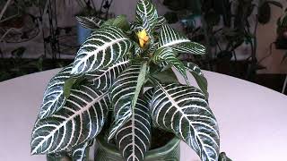 Zebra Plant Aphelandra squarrosa ‘Dania’ Spotlight [upl. by Ddahc]