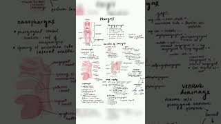 Pharynx anatomy by medical 20 [upl. by Mokas]