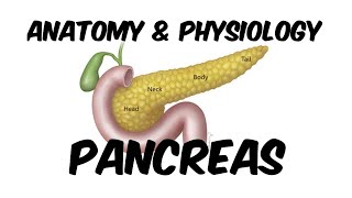 Pancreas  Enzymes and Hormones Insulin of Pancreas  Anatomy amp Physiology I in Hindi [upl. by Acinorav276]