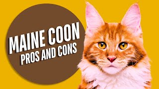 Maine Coon Pros and Cons of Owning One – What You Need to Know [upl. by Lemuel]