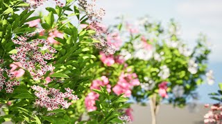 Kalmia Latifolia Flowering Bush 3d animation with unreal engine [upl. by Allred]