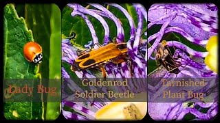 Goldenrod Soldier Beetle  Ladybug  Tarnished Plant Bug shorts insects bytesizeambs [upl. by Enyad311]