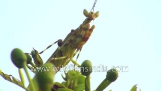 Praying Mantis in typical posture [upl. by Erlin]