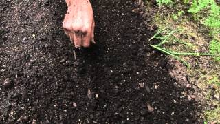 How to sow a seed directly into garden [upl. by Anneirda729]