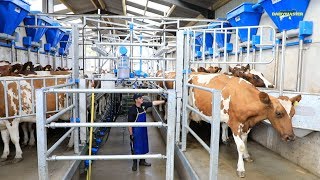 Milk production up Feed cost down See How [upl. by Eibbor]