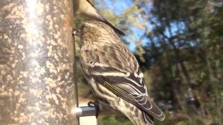 How to Attract Pine Siskins to Your Yard in WinterNARRATED [upl. by Ronn]