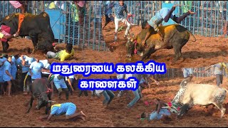 மதுரையை கலக்கி எடுத்த காளைகள்  alanganallur puthupatti jallikattu best video [upl. by Hamachi335]