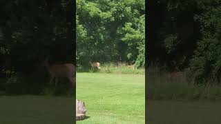 Deer 1 August 2022 [upl. by Nosnevets]