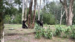 Two young gorillas at Disney’s Animal Kingdom have a little fight [upl. by Lot]