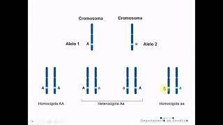 Genética T3A Herencia mendeliana 1a Ley  Biología Celular y Tisular [upl. by Morel]