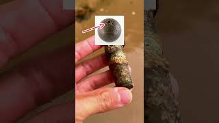 Metal Detecting A Confederate Island [upl. by Carie]