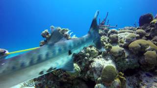 Barracuda Attacks And Devours Lionfish UHD 4k [upl. by Yuria]