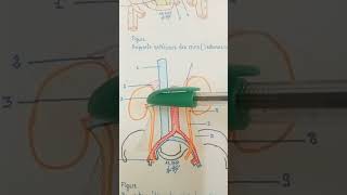 Rapports médiaux des deux reins aorte abdominale veine cave inférieure pédicule rénal surrénales [upl. by Rodrich46]