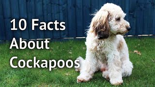 10 FACTS ABOUT COCKAPOOS What every cockapoo owner knows and you need to know before getting one [upl. by Anaigroeg]