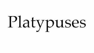 How to Pronounce Platypuses [upl. by Tini715]