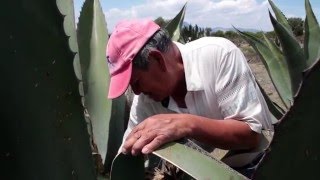 Como se hace el Pulque Raspado del Maguei México [upl. by Wilde]