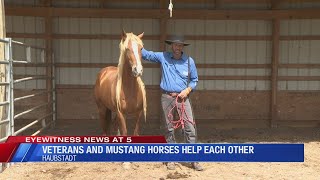 Therapy program helps both veterans and wild mustangs [upl. by Nhabois]