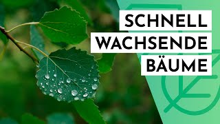 10 schnell wachsende Bäume für den Garten [upl. by Neehcas]