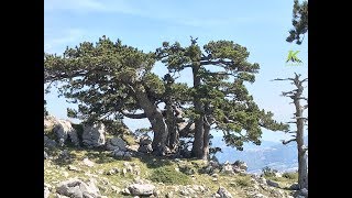 I Loricati del Parco del Pollino [upl. by Meeker]