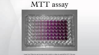 MTT assay [upl. by Vez]