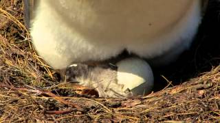 Penguin Chick Hatching [upl. by Atina]