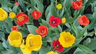 PART 1 BOWRAL NEW SOUTH WALES TULIP FESTIVAL [upl. by Atenik]