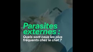 Comment savoir si mon chat a des parasites [upl. by Floria]