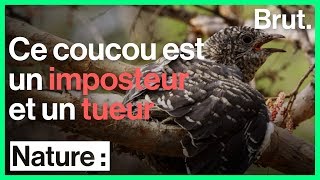 Ce coucou est un parasite un imposteur et un tueur [upl. by Nandor931]