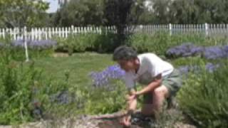 Controlling nutsedge in the garden [upl. by Rudolfo]