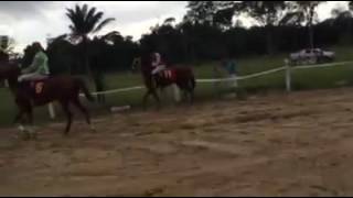 Suriname horse racing c klasse [upl. by Omari967]