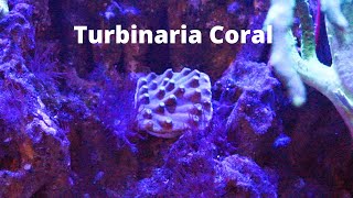 Turbinaria Coral Care [upl. by Ulane50]