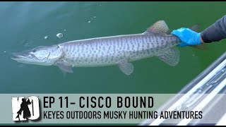 Cisco Bound for Muskies 16 muskies total  Keyes Outdoors Musky Hunting Adventures [upl. by Huxley694]