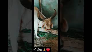 ગૌ સેવા 🙏❤️સેવા પરમો ધર્મvideo cow animallovr sorts trending tregaumata jay dwarikadhish 🙏 [upl. by Otilesoj994]