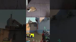 MY CAT REACT TO TH MINIBOO ACE VS NAVI valorant vct thvsnavi valorantclips navivsth [upl. by Nosreme]