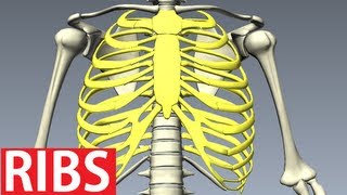 Rib Cage Anatomy  Bones of the Thoracic Wall Costae [upl. by Llarret973]