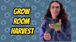 Grow Room Update and Trimming Onions Seedlings [upl. by Japeth]