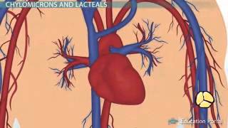 Lipids Digestion and Absorption [upl. by Ula]