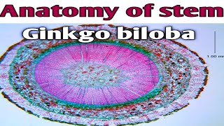 Anatomy of stem Ginkgo biloba ginkgoales [upl. by Hauge]