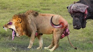 Shocking Moments When Painful Lions Are Attacked And Tortured By Africas Deadliest Preys [upl. by Holms]