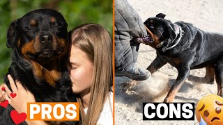 12 Pros and Cons Of Owning A Rottweiler [upl. by Starla698]